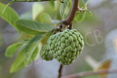 Annona squamosa